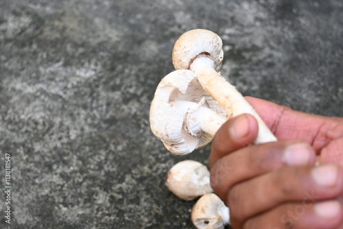 Termitomyces schimperi mushroom. It  is a large mushroom associated with the termite species Macrotermes michaelseni. It contains lots of vitamins. It increases the immunity of our body. photo