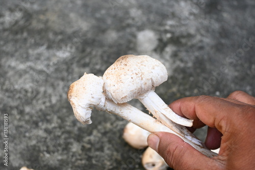 Termitomyces schimperi mushroom. It  is a large mushroom associated with the termite species Macrotermes michaelseni. It contains lots of vitamins. It increases the immunity of our body. photo