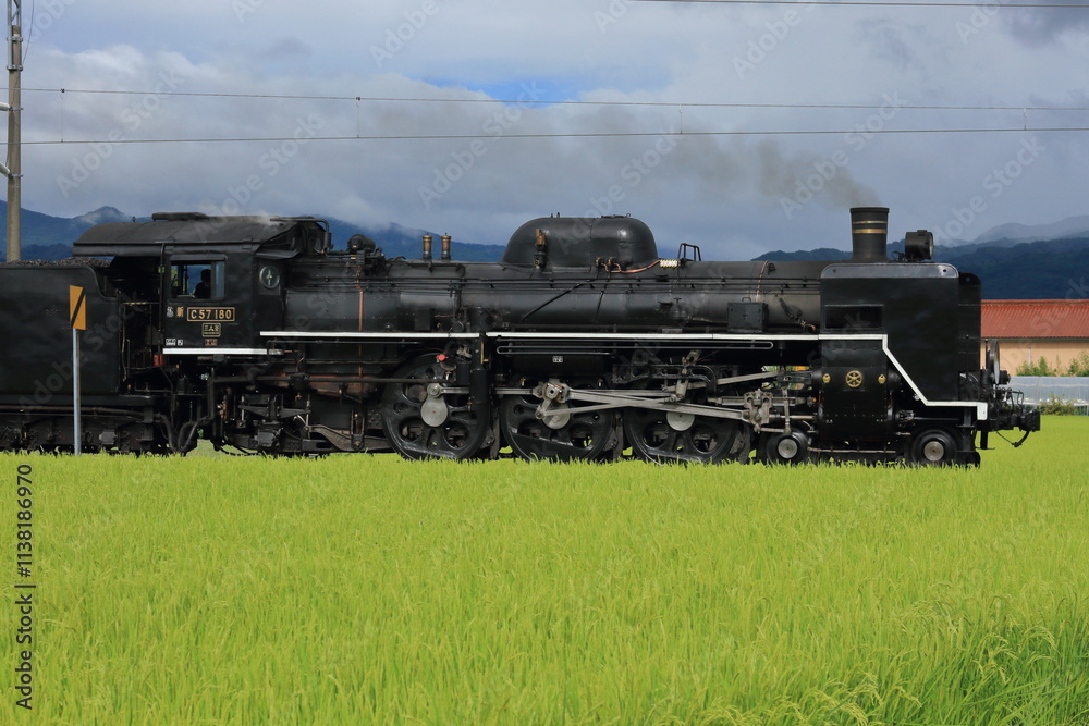 Fototapeta premium 豊作の田園地帯を走る蒸気機関車(C57-180号機_ばんえつ物語号)