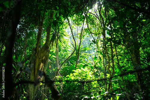 sun rays in the forest