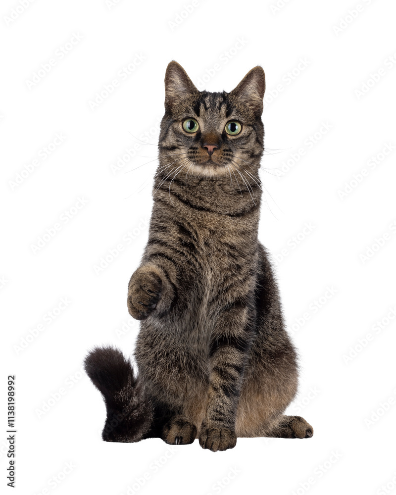 Handsome house cat with tabby pattern, sitting up facing front reaching out paw like shaking hands and saying hi. Looking straight to camera. Isolated cutout on a transparent background. Handsome house cat with tabby pattern, sitting up facing front reaching out paw like shaking hands and saying hi. Looking straight to camera. Isolated cutout on a transparent background.