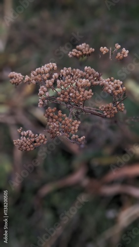 red and yellow flowers