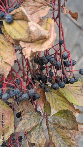 autumn berries  on the ground