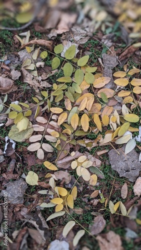 autumn leaves on the ground
