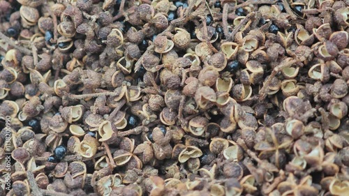 Zanthoxylum limonella