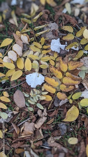 autumn leaves in the water
