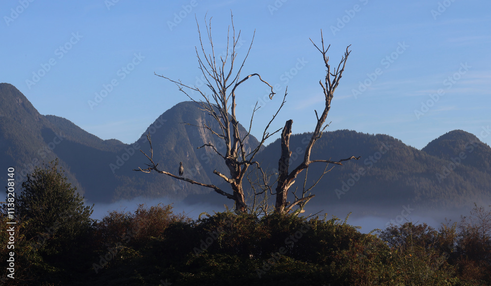 Fototapeta premium Lonely dry tree in the sunset sunrays