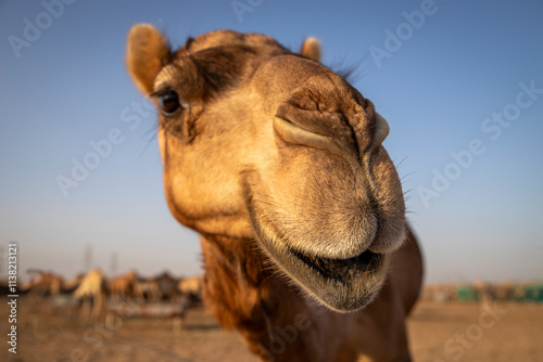 dromedar saying hello