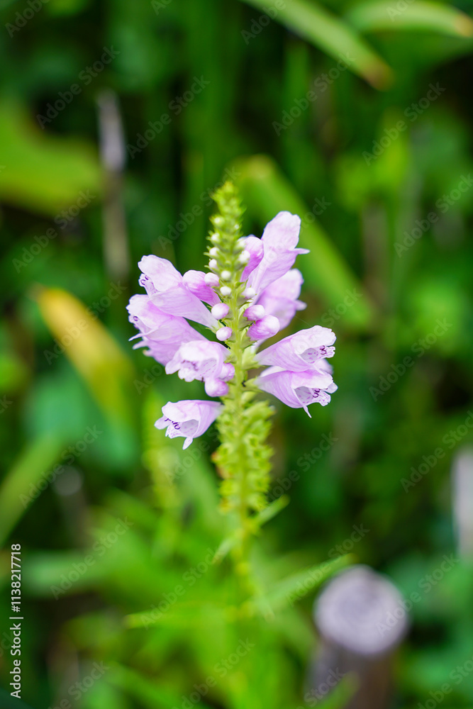 ハナトラノオの花 ハナトラノオの花