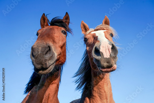 Funny portraits of horses taken against the sky. Shot from a low angle.