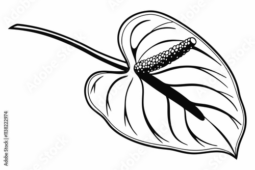 Anthurium Heart shaped bracts with a long, protruding spadix vector silhouette on a white background photo