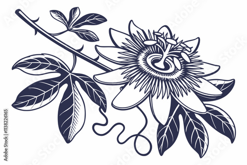 Passionflower, An intricate flower with radial filaments and a unique center vector silhouette on a white background