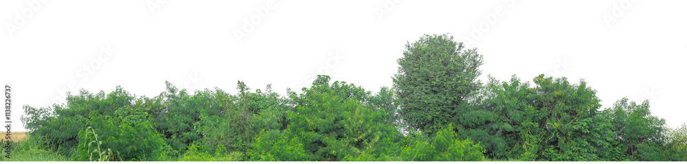 Forest and foliage in summer isolated on transparent background with cut path and alpha channel, high resolution. Forest and foliage in summer isolated on transparent background with cut path and alpha channel, high resolution.