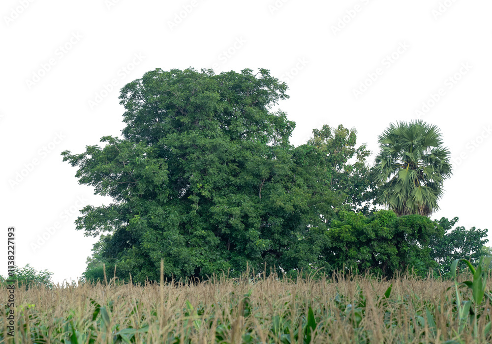 Obraz premium Forest and foliage in summer isolated on transparent background with cut path and alpha channel, high resolution.