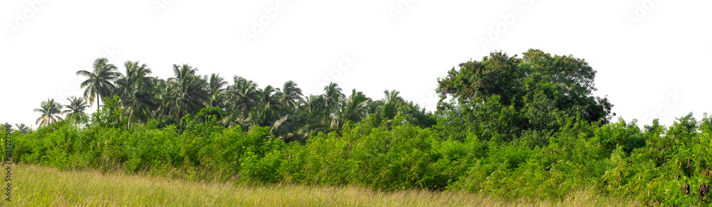 Forest and foliage in summer isolated on transparent background with cut path and alpha channel, high resolution. Forest and foliage in summer isolated on transparent background with cut path and alpha channel, high resolution.