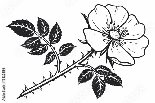 Wild Rose Open-petaled flowers with a visible center and thorny stem vector silhouette on a white background