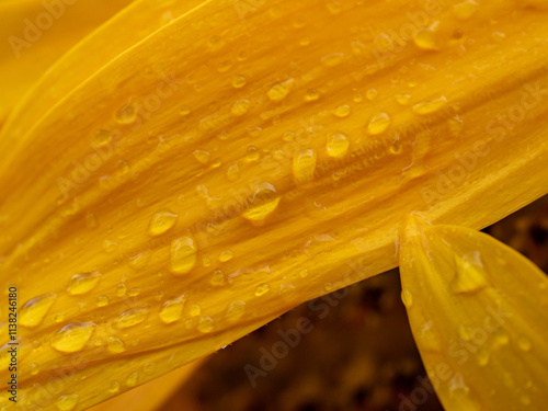 Close-up of an unopened sunflower -helianthus annuus- with its yellow ray floret petals closed over the flower disk in a sunflower field on a sunny day- big