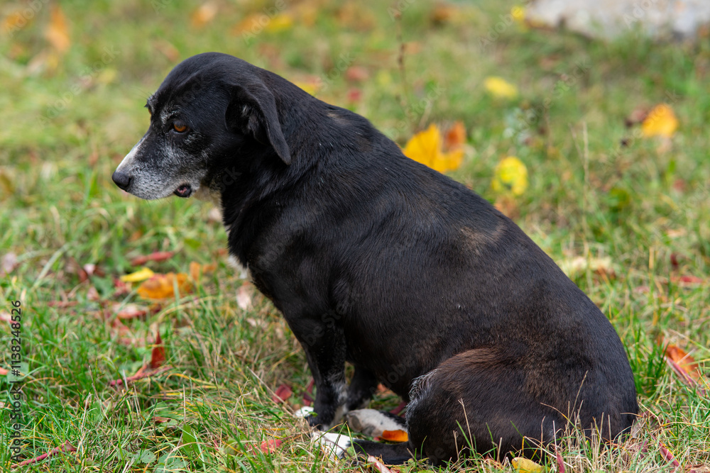 A black dog with gray highlights sits on lush green grass A black dog with gray highlights sits on lush green grass