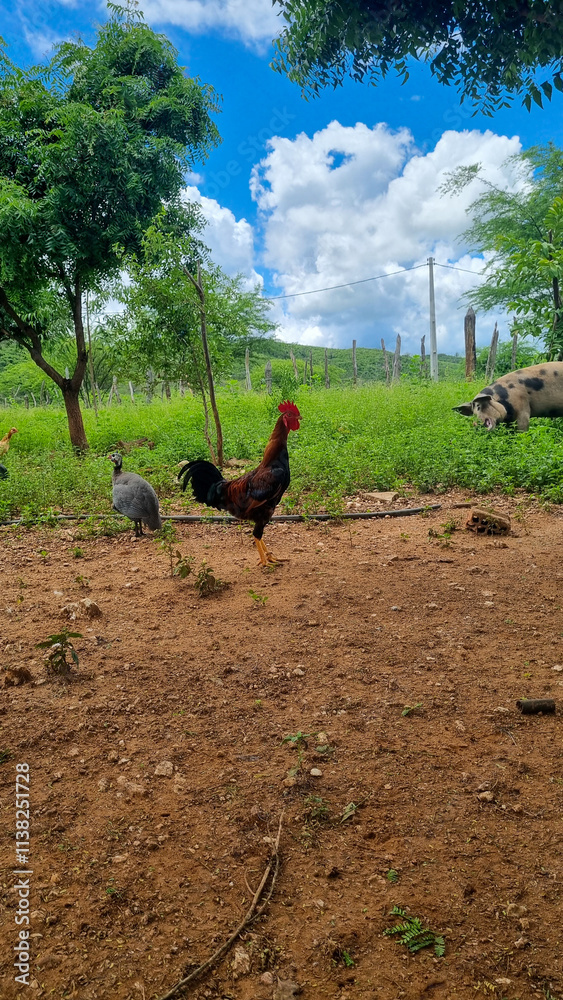 Fototapeta premium Rooster