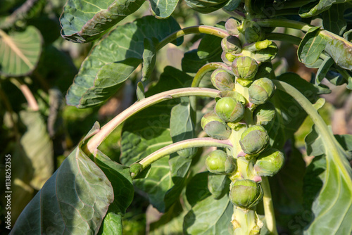 Brussels sprouts field. Agriculture concept.