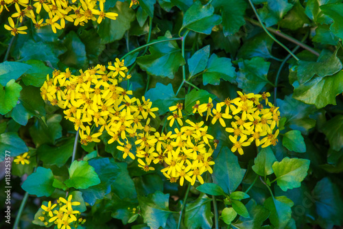 Senecio angulatus, also known as creeping groundsel and Cape ivy, is a succulent flowering plant from the Asteraceae family, native to South Africa. photo