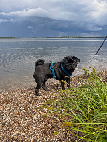 Black pug dog standing on stony shore. Black pug with blue harness in front of water dam in summer.