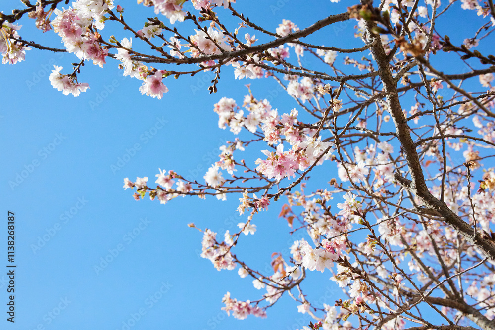 冬に咲く花 青空