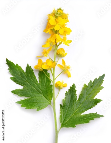 Agrimonia eupatoria, common agrimony yellow flowers isolated on white background with blooming flowers, stem, and leaves
