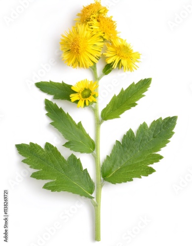 Isolated Agrimony plant - agrimonia eupatoria - with yellow flowers and green leaves on a white background