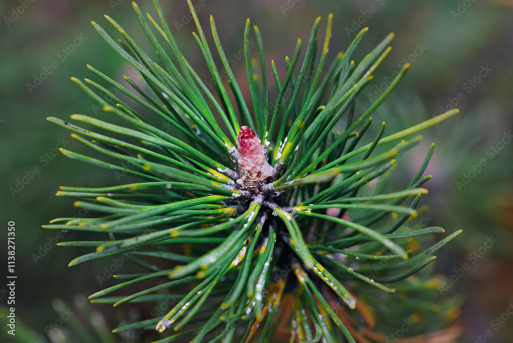 Woolly spots and sick fir needles caused by adelges pests detailed view, tree decline and insect infestation affecting spruce and conifer trees. Selective focus. Woolly spots and sick fir needles caused by adelges pests detailed view, tree decline and insect infestation affecting spruce and conifer trees. Selective focus.