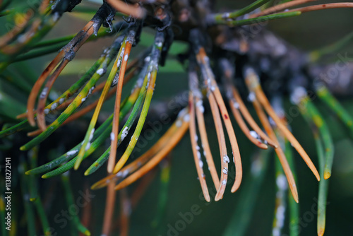Bilde på lerret Dying spruce needles with white woolly spots, sucking sap insect chermes, woolly adelgid on sick spruce tree