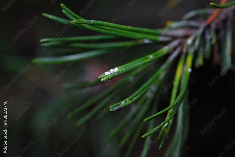 Φωτογραφία Detailed view of woolly spots and sick fir needles caused by adelges pests, show
