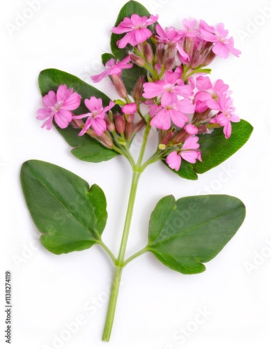 Studio shot of a flowering common centaury - centaurium erythraea - stem, isolated on white