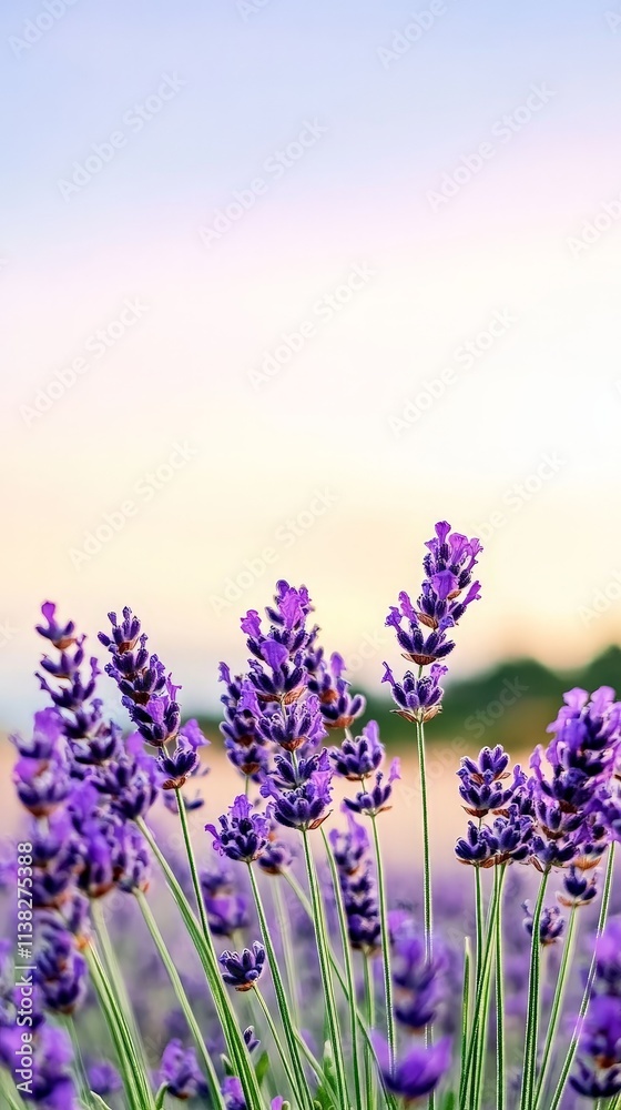 Naklejka premium Lavender Field Under a Serene Horizon at Sunset