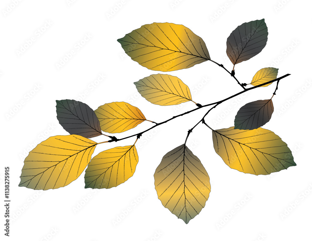 Fototapeta premium Vector beech branch on white background. 