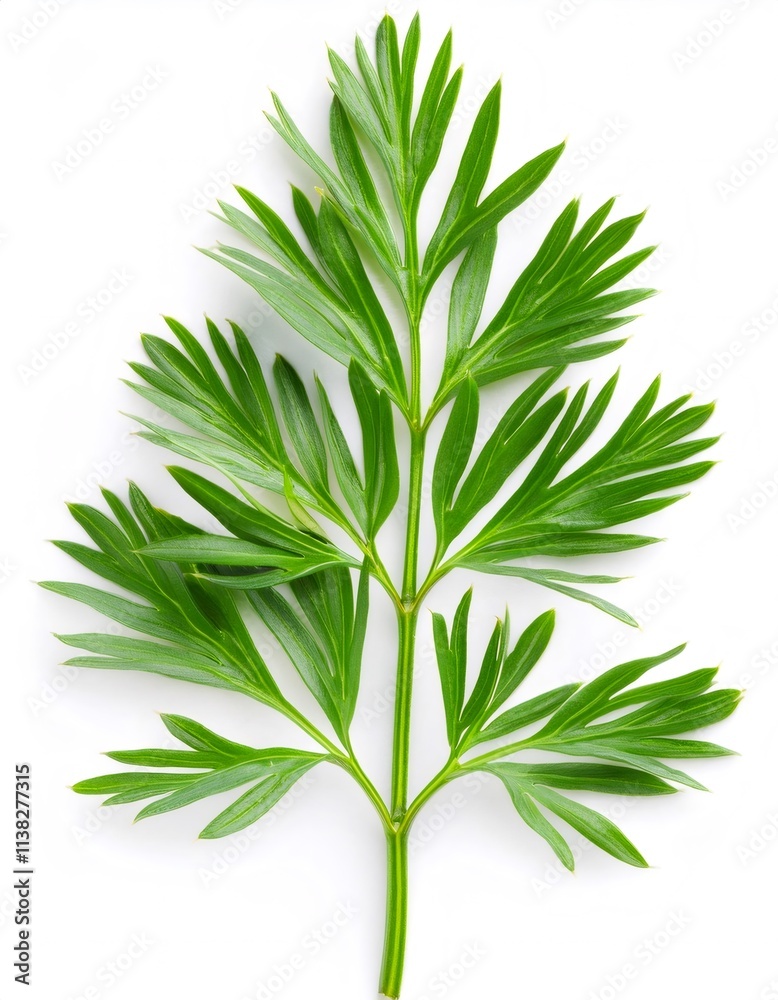 Fototapeta premium Close up view of vibrant green leaves of ma huang - Ephedra sinica - set against a clean white background