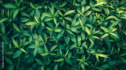 A lush green plant with many leaves