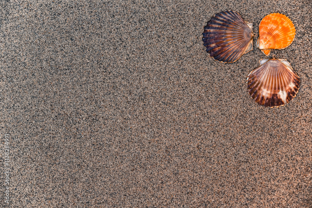 shell, sea, sea shells, beach, sand, background, summer, seashell, ocean, tropical, frame, nature, copy, texture, marine, natural, space, relaxation, travel, vacation, starfish, coast, caribbean beach shell, sea, sea shells, beach, sand, background, summer, seashell, ocean, tropical, frame, nature, copy, texture, marine, natural, space, relaxation, travel, vacation, starfish, coast, caribbean beach