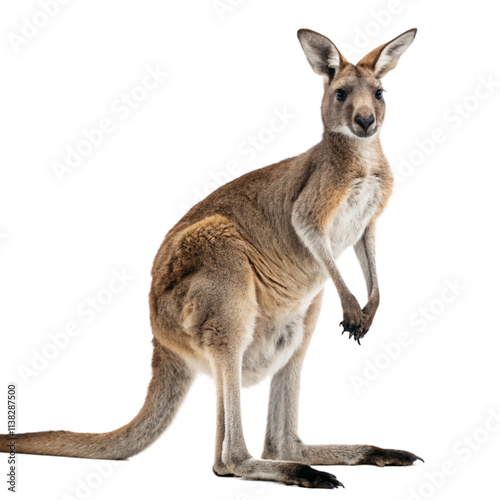 Iconic Australian Wildlife: Kangaroo