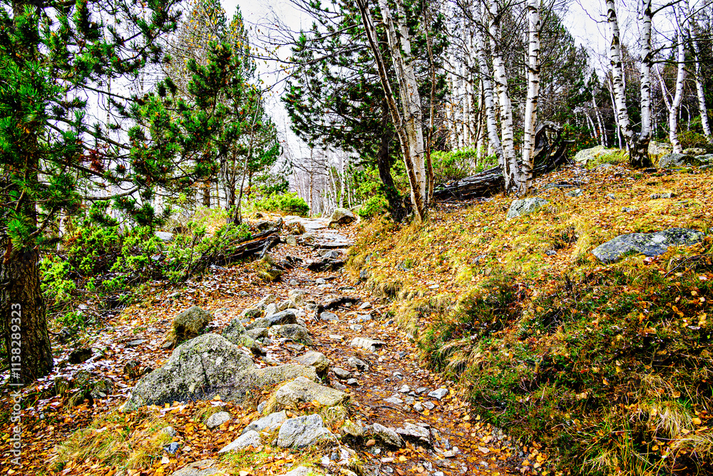 Autumn forest of Sant Maurici Lake with snowy path in Aigües Tortes National Park, in the Pyrenees of Lleida, Catalonia, Spain Autumn forest of Sant Maurici Lake with snowy path in Aigües Tortes National Park, in the Pyrenees of Lleida, Catalonia, Spain