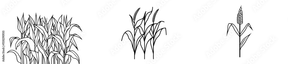 Naklejka premium A modern illustration of corn, drawn in a vintage engraving style.