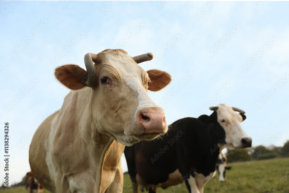 Beautiful cows grazing on pasture. Farm animal Beautiful cows grazing on pasture. Farm animal
