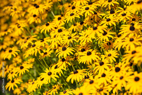 Deutschland, Nordrhein-Westfalen, Blühender Sonnenhut (Echinacea)