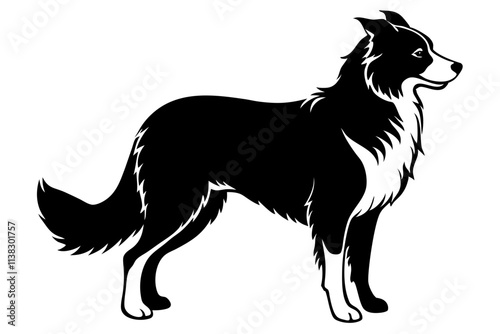 Border Collie Silhouette Vector Illustration of an Agile Dog with a Distinctive Stance