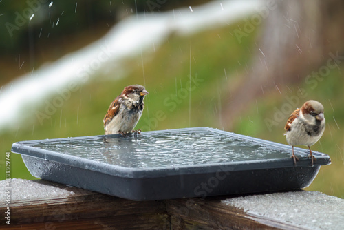 a house sparrow drinking water at a birdbath in the garden at a cold winter day