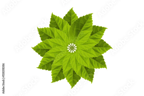 leaf vector white background