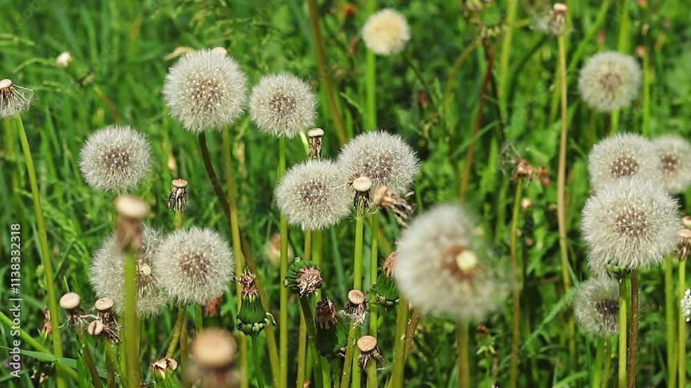 Close-up of fuzzy dandelions swaying in the wind on green grass lawn. Slow motion footage. Close-up of fuzzy dandelions swaying in the wind on green grass lawn. Slow motion footage.