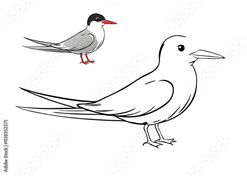 A Common Tern coloring page features a graceful seabird with a white body, gray wings, and a black cap. Its slender beak is bright orange, and it flies over water or perches on rocks.