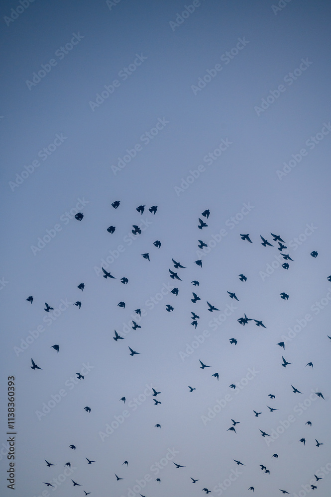 Obraz premium Starlings soaring through the sky during a murmuration