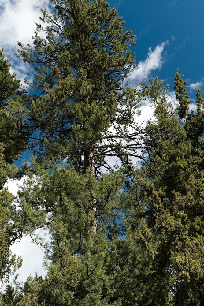 Himalayan Pine (Pinus wallichiana) near Fairy Meadows in Rakhiot Valley. Himalayan Mountains. Gilgit-Baltistan region. Pakistan. Asia. Himalayan Pine (Pinus wallichiana) near Fairy Meadows in Rakhiot Valley. Himalayan Mountains. Gilgit-Baltistan region. Pakistan. Asia.